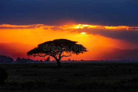African Tree Silhouette On Sunset In Savannah Africa Kenya Stock