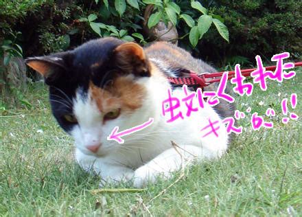 Maybe you would like to learn more about one of these? ☆猫にもある「蚊アレルギー」!？ - まんじゅうかわいいー♪