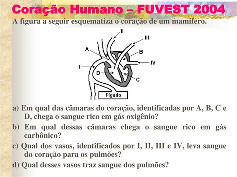 A Figura A Seguir Esquematiza O Coração De Um Mamífero