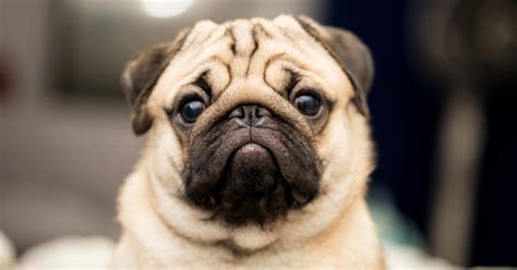 Pugs Mri Scan Is Creepy Funny And Also A Sad Reminder Of Damaging