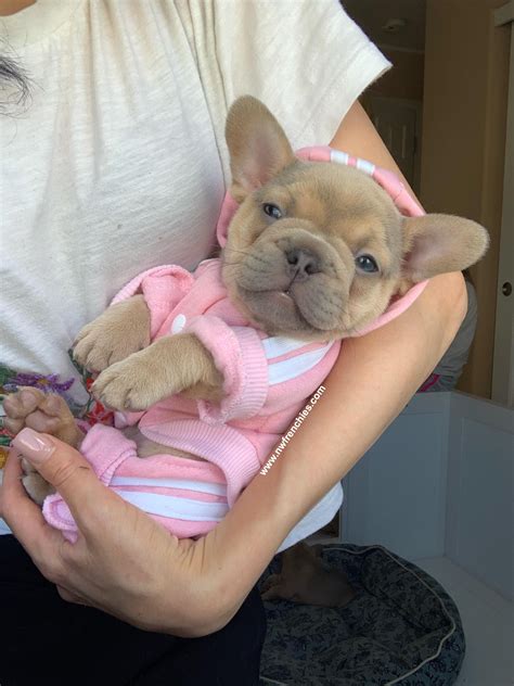 Sable Color Dog French Bulldog Claudine Hills
