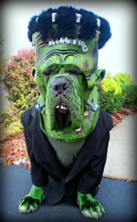 20 Cool Pet Costumes For Halloween Hative