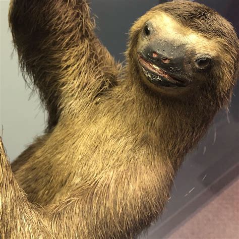 Creepy Sloth Face