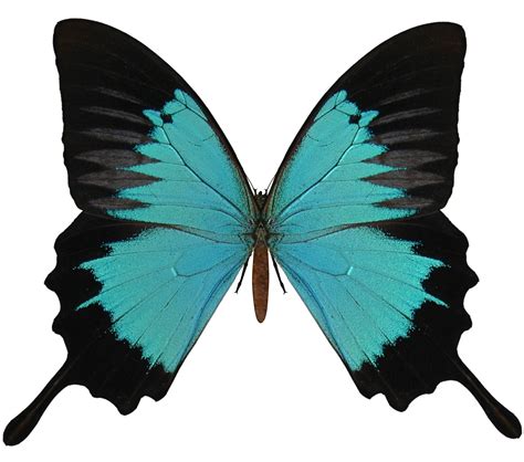 Butterfly Png Image Transparent Image Download Size 1700x1500px
