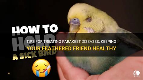 Tips For Treating Parakeet Diseases Keeping Your Feathered Friend