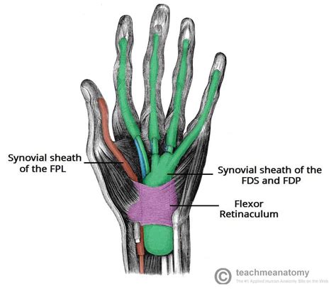 Structures Of The Hand Tendons Ligaments Teachmeanatomy