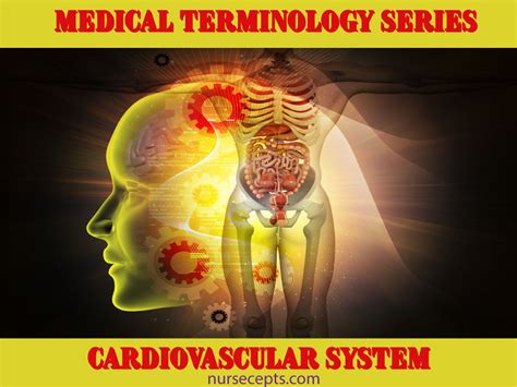Medical Terminology Of The Cardiovascular System 2023