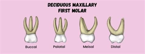 Deciduous Maxillary First Molar Dental Education Hub