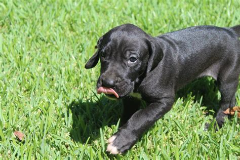 Maybe you would like to learn more about one of these? Great Dane Puppies For Sale | Soddy-Daisy, TN #307205