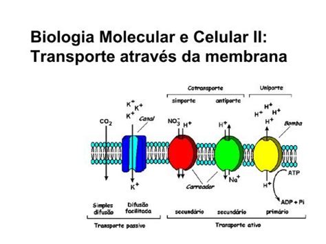 Transporte através da membrana Laboratório de Biologia IFSC