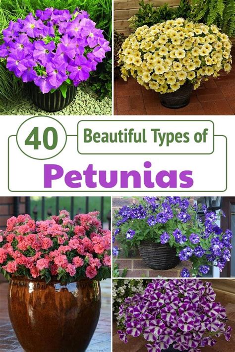 40 Beautiful Types Of Petunias In 2021 Types Of Petunias Petunias