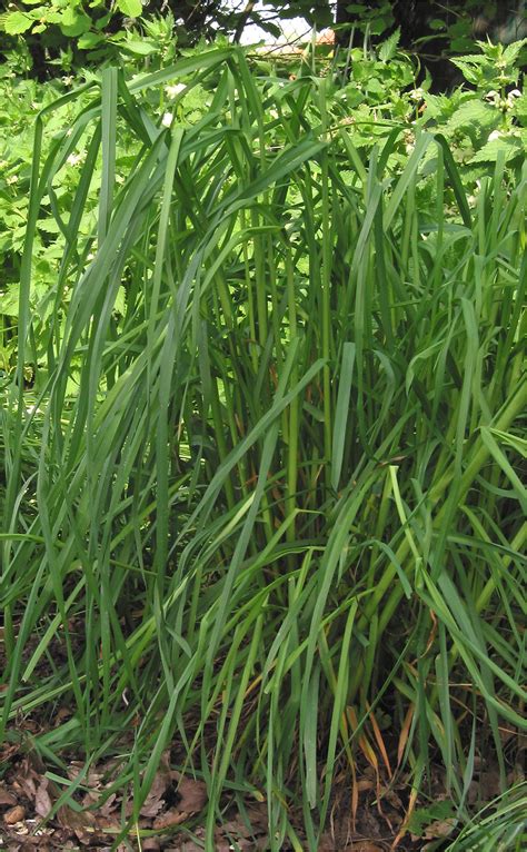 Grass is a monocotyledon plant, herbaceous plants with narrow leaves growing from the base. Orchard grass | plant | Britannica