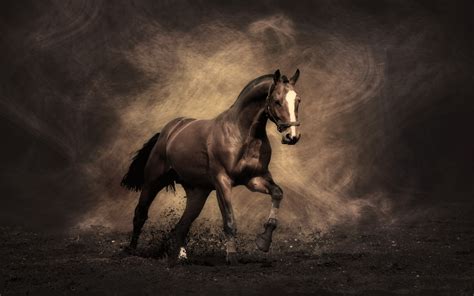Horse Screensavers And Wallpaper 50 Images