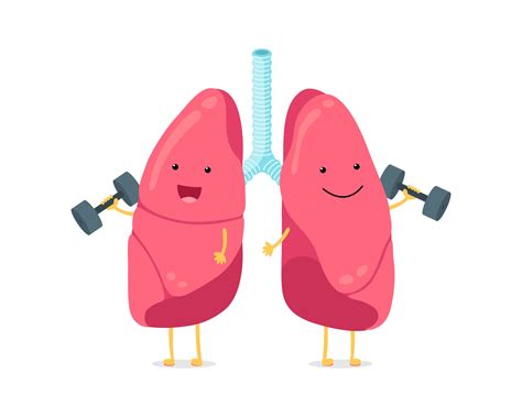 Cute Cartoon Funny Lungs Character With Dumbbells Strong Smiling Lung