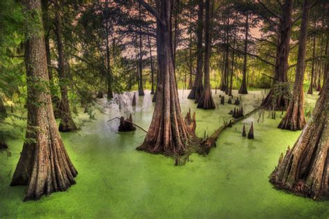 Still September Morning In A Cypress Swamp In Kenansville Florida