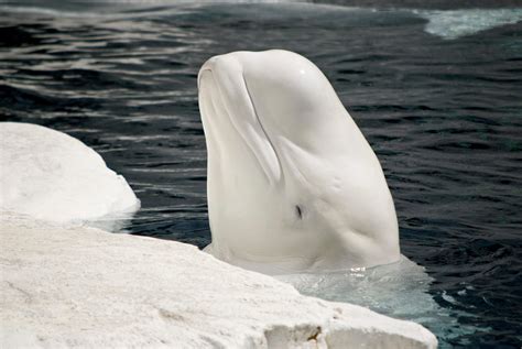 21 Fun Facts About Beluga Whales Too Cute To Miss
