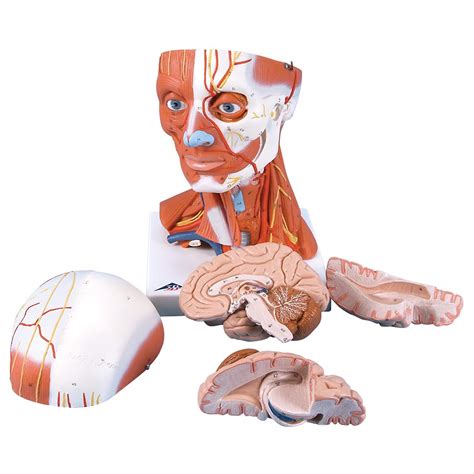 3b Head And Neck Musculature Musculature Human Anatomy Biology