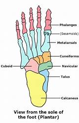 Your leg bones are the longest and strongest bones in your body. Hand Bones Diagram Simple / Foot Bones Top View Anatomy Bones Foot Anatomy Human Anatomy - The ...