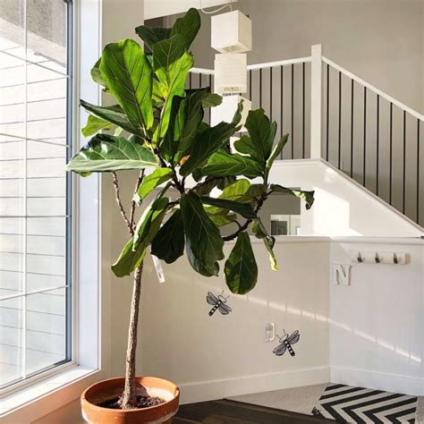 Fopamtri plant pot set matte white ceramic planter for indoor outdoor plants flowers small 6 medium 8 large 10 inch modern cylinder flower pot artificial snake plant fake sansevieria plants 38 inch tall 28 faux green large leaves with white pot and black stand for home indoor outdoor. Tall Indoor Plants | 7 Best Large Houseplants to Grow in ...