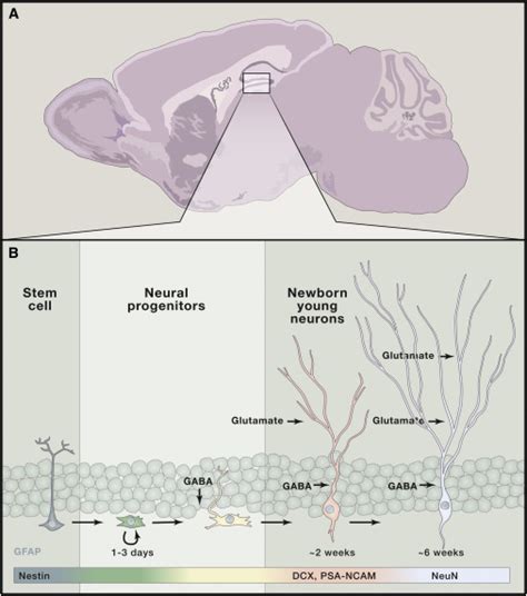 Adult Neurogenesis In The Hippocampus From Stem Cells To Behavior Cell