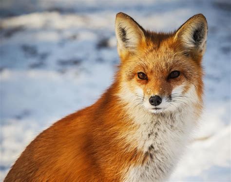 Fygles — Beautiful Wildlife Fox Portrait By Thibaut Fuchs