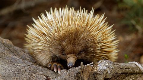 Animal Echidna from South Australia wallpapers and images - wallpapers
