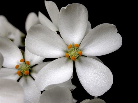 White 5 Petaled Flower Flowers Pollen Petals Contrast Hd Wallpaper