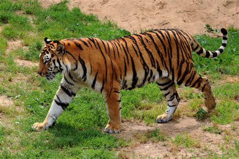 Free Images : terrestrial animal, wildlife, mammal, vertebrate, bengal