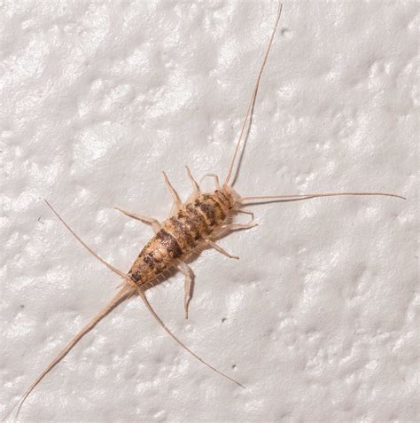 Silverfish And Firebrat Extermination Pest Control Of Bed Bugs Fleas