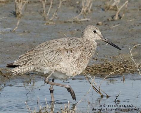 Western Willet Photo © Shelley Banks All Rights Reserved Shorebirds