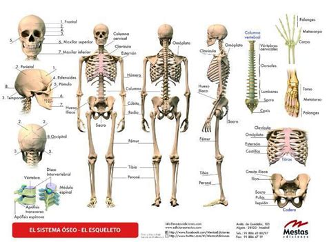 Skeleton Huesos Del Cuerpo Huesos Del Cuerpo Humano Anatomía Del
