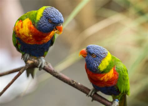 6 Aves Increíbles Que Sólo Puedes Encontrar En Australia National