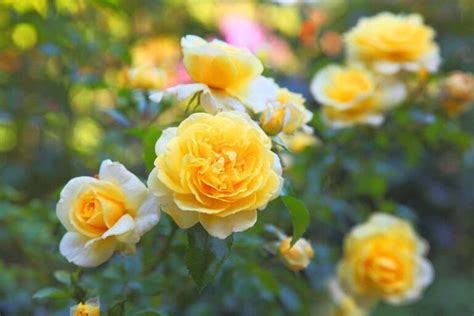 13 Of The Best Yellow Rose Varieties To Add Sunshine To Your Garden