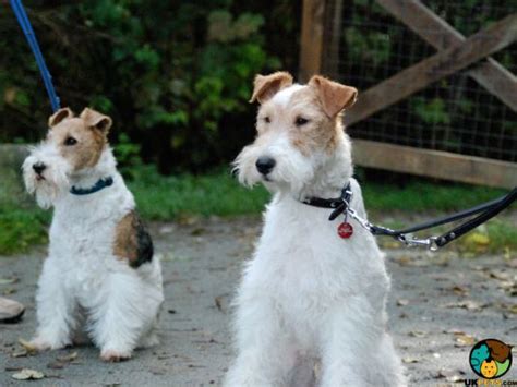 fox terrier dog breed ukpets