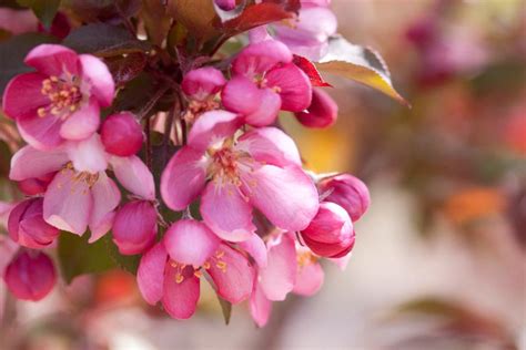Check spelling or type a new query. Flowering Trees For Spring | HGTV