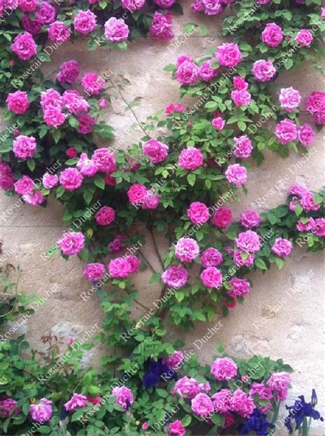 A rose is a flowering shrub of the genus rosa. Roses DUCHER - Climbing rose Madame Isaac Pereire