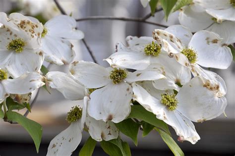 Flowering dogwood trees (cornus florida and cornus kousa) have large flower bracts in late spring to early summer that come in shades of white to rich pink. Virginia State Flower/Tree - The Flowering Dogwood | Nikon ...