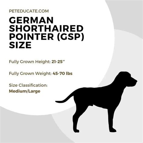 How Big Do German Shorthaired Pointers Get Size Guide