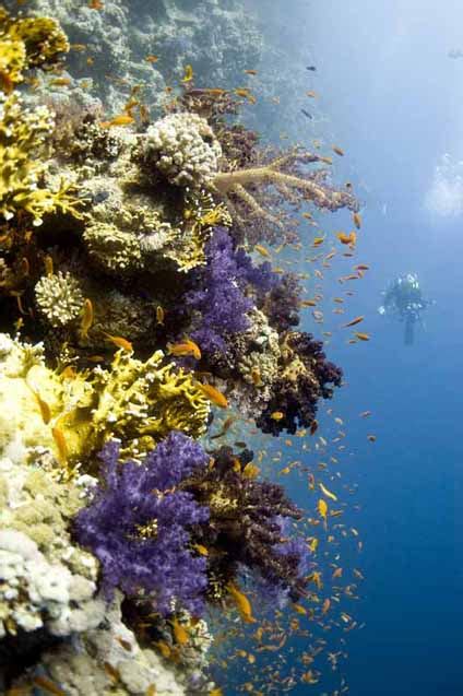 5 Stunning Coral Reefs Of The World Aquaviews