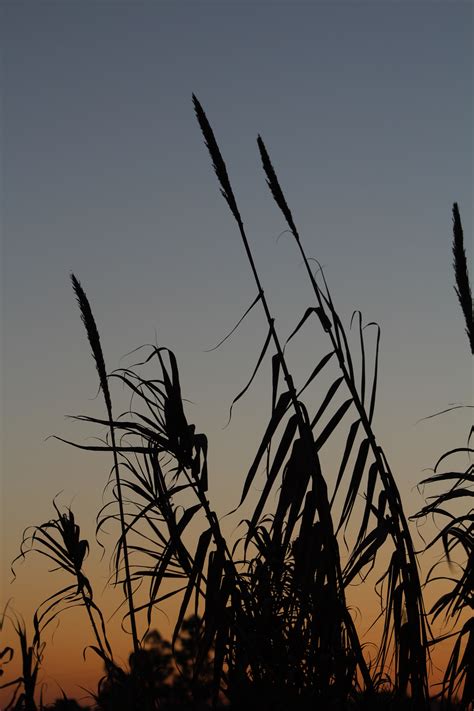 Free Images Tree Nature Horizon Branch Silhouette Plant Sky