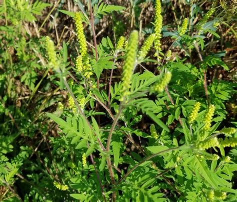 Someone with terrible style(some clothes are 10+ years old) and smokes pot obsessively. Underfoot: Boneset & Common Ragweed - Northcentral Pennsylvania Conservancy