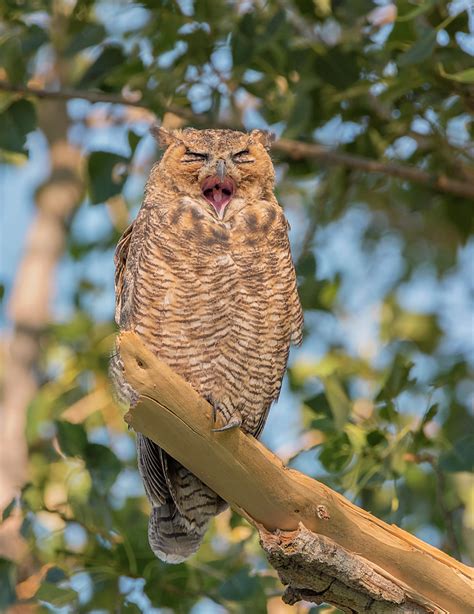 Yawning Owl Photograph By Loree Johnson Fine Art America