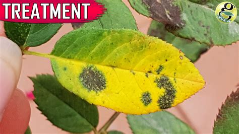 Black Spot Rose Disease Step By Step Treatment Gkvks Gardening
