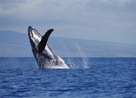 Humpback Whale Breaching Maui Hawaii Photograph By Flip Nicklin