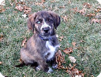 Your new beagle puppy is truly adorable. Maple Grove, MN - Australian Shepherd/Beagle Mix. Meet ...