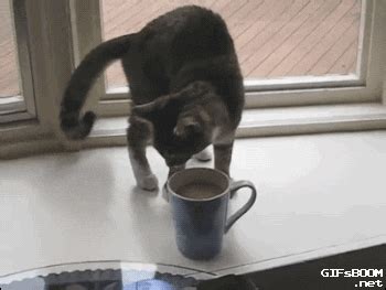 Long small spoons mix spoon aeropress child cup coffee cezve for coffee curtains kitchen cat heart shape spoon cat kitchen. Cat Coffee GIF - Find & Share on GIPHY