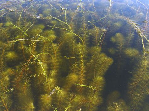 Underwater River Plants