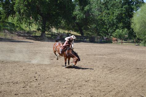 Free Images : training, stallion, horse riding, cowboy, mare, rodeo