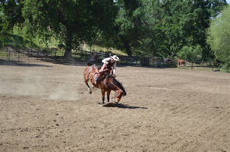 Free Images Training Stallion Horse Riding Cowboy Mare Rodeo