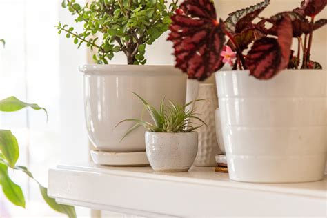 8 Best Indoor Plants To Refresh Your Home